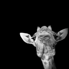 Схема вышивки «жираф»