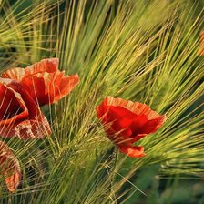 Схема вышивки «маки»