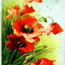 Схема вышивки «маки»