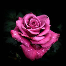 Схема вышивки «роза»