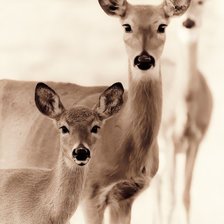 Схема вышивки «№111115»