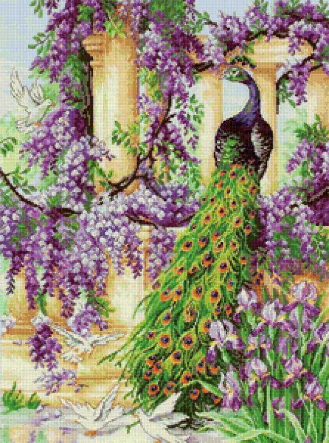 павлин - пейзаж, павлин, птицы, ирисы, сад, цветы, райские птицы, голуби - предпросмотр