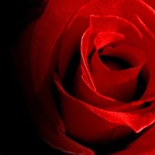 Схема вышивки «Алая роза»