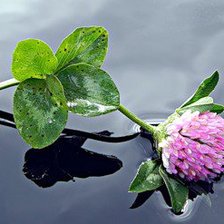 Схема вышивки «клевер»