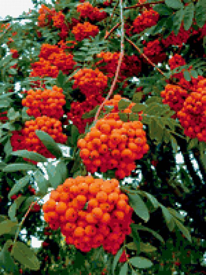 гроздья рыбины - предпросмотр