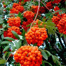 Схема вышивки «гроздья рыбины»