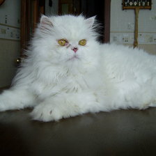 Схема вышивки «кот»