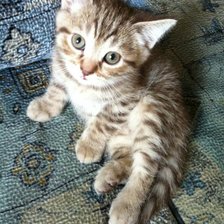 Схема вышивки «котенок»