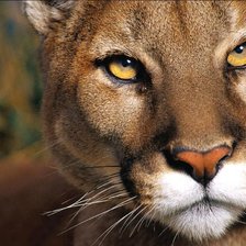 Схема вышивки «хищница»