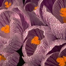 Схема вышивки «цветы»