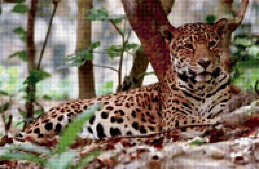 Ягуар - животные, ягуар - предпросмотр