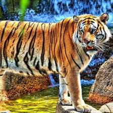 Схема вышивки «Тигр»