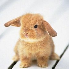 Схема вышивки «Зайка»