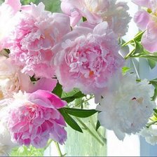 Букет пионов