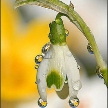 Схема вышивки «Подснежник»