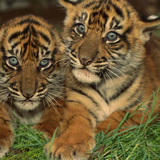 Схема вышивки «№111975»