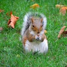 Схема вышивки «Белочка»