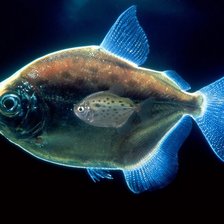 на черном фоне