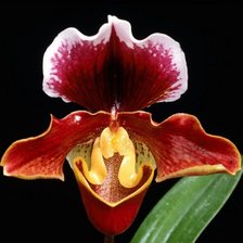 Схема вышивки «на черном фоне»