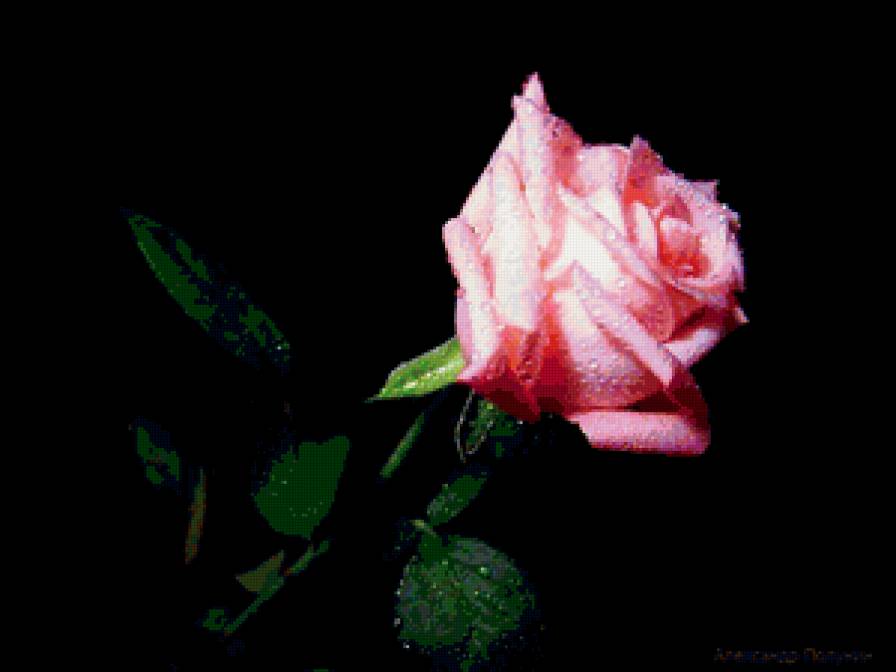 на черном фоне - роза - предпросмотр