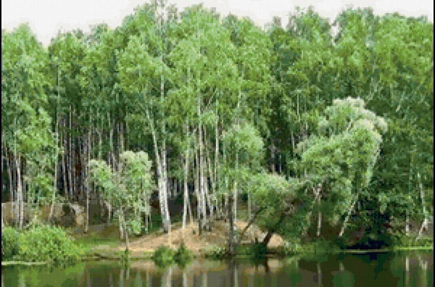 березы2 - березы, лес, пруд - предпросмотр