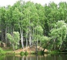 Схема вышивки «березы2»