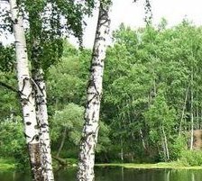 Схема вышивки «березы»