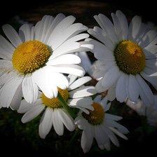 Схема вышивки «Ромашки»