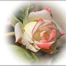 Схема вышивки «Роза»