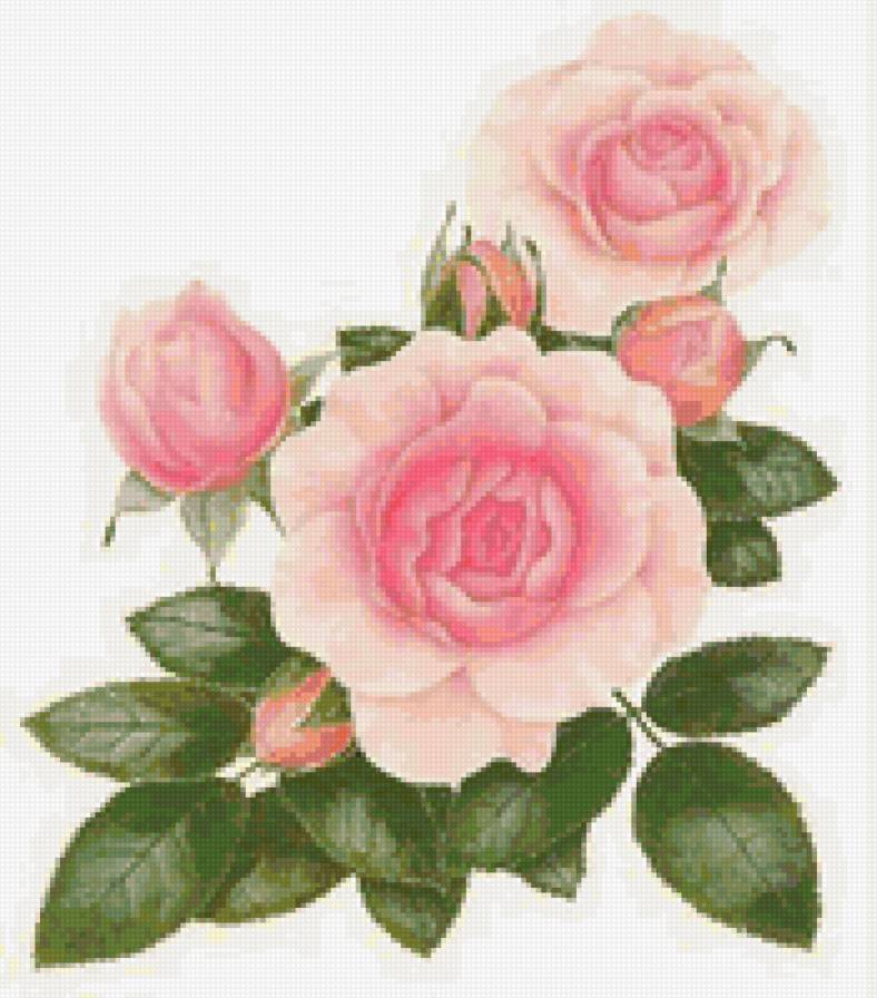 нежные розы - цветы, розы - предпросмотр