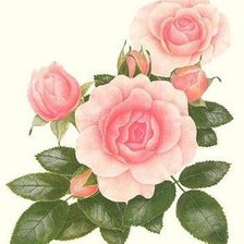 нежные розы