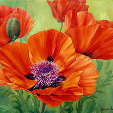 Схема вышивки «Маки»