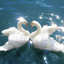 лебеди пара