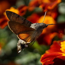 Схема вышивки «Медовый Цветочек»