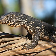 Схема вышивки «В джунглях»