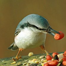 Схема вышивки «Поползень»