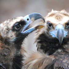 Схема вышивки «Птичья Любовь»