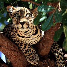 Схема вышивки «Леопардушка  Серия "Дикие кошки"»