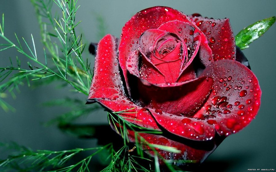 Красавица Роза - цветы, роза - оригинал