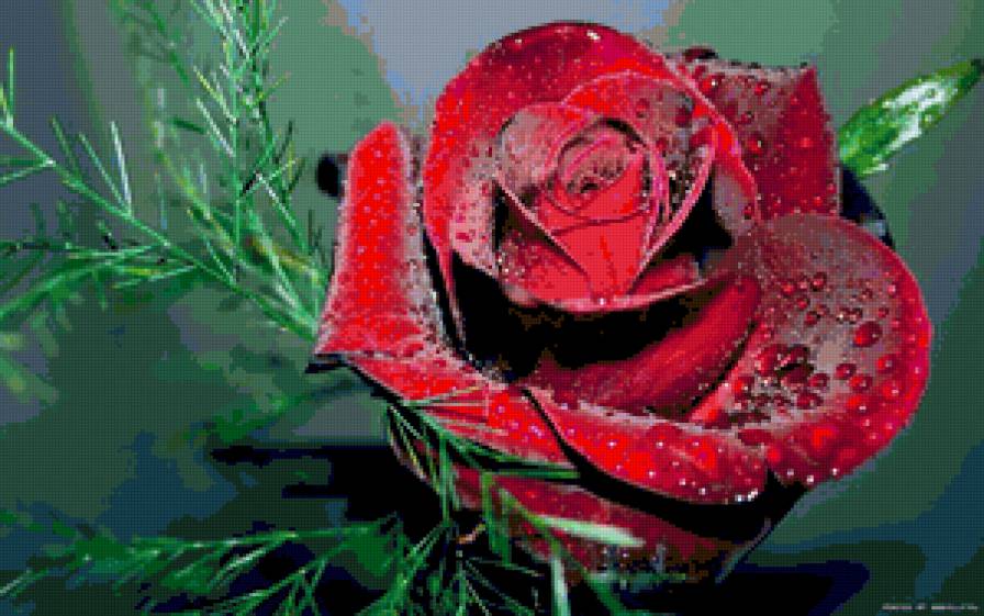 Красавица Роза - цветы, роза - предпросмотр