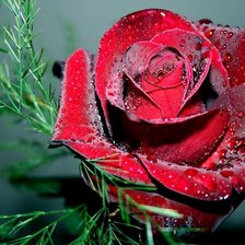 Схема вышивки «Красавица Роза»