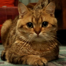 Схема вышивки «барсик»