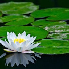 Схема вышивки «на черном фоне»