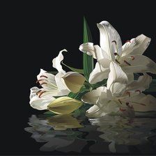 Схема вышивки «на черном фоне»