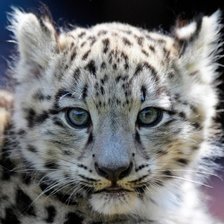 Схема вышивки «Маленький леопард»