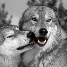 Схема вышивки «нежный поцелуй»