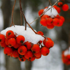 Схема вышивки «рябинка»