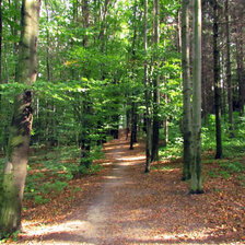 Схема вышивки «лес»