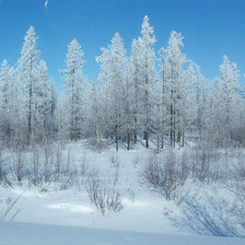 Схема вышивки «лес»