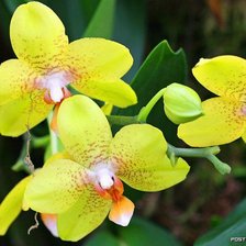 Схема вышивки «Орхидеи»